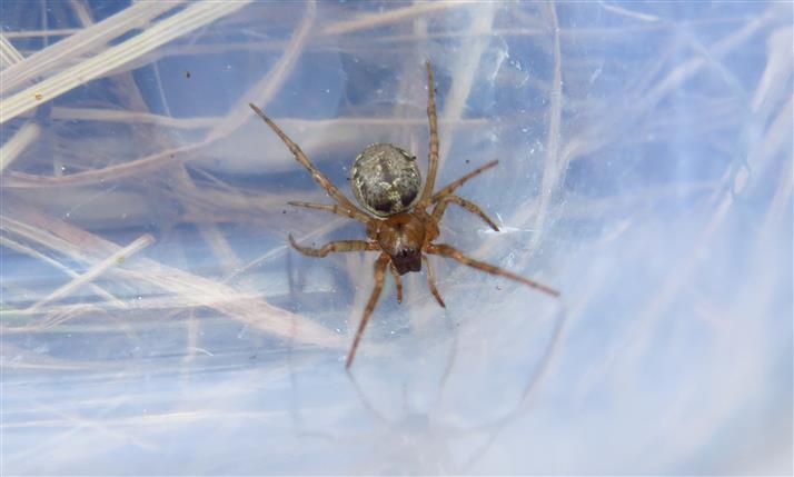 Theridiidae:  Enoplognatha cfr mandibularis  - Costa de Caparica (Portogallo)